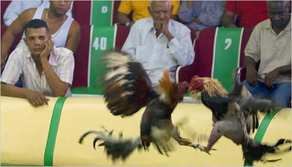 Budaya Sabung Ayam Bisa Menarik Pariwisata Turis Dolar