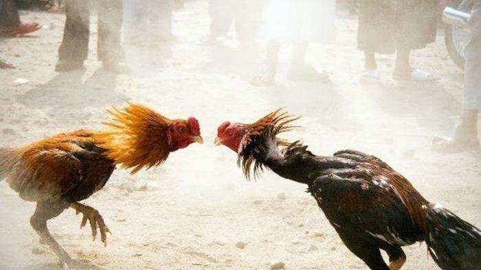 Negara Asia Yang Populer Dengan Olahraga Sabung Ayam