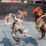 Pakaian Budaya Sabung Ayam Dan Adat Berbagai Daerah