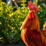 ayam brahma