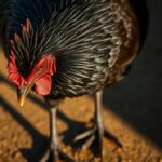 ayam cemani
